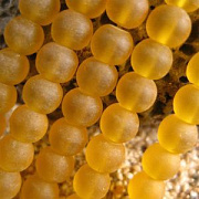 Бусина, стекло 6, матовая, цвет желтый, 6 мм