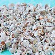 Бусина из ракушки, "Улитка", природные цвета, размерный микс (уп. 20 г)