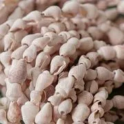 Бусина из ракушки, "Спираль", цвет кремовый, 5-8 мм, (уп. 5 г)